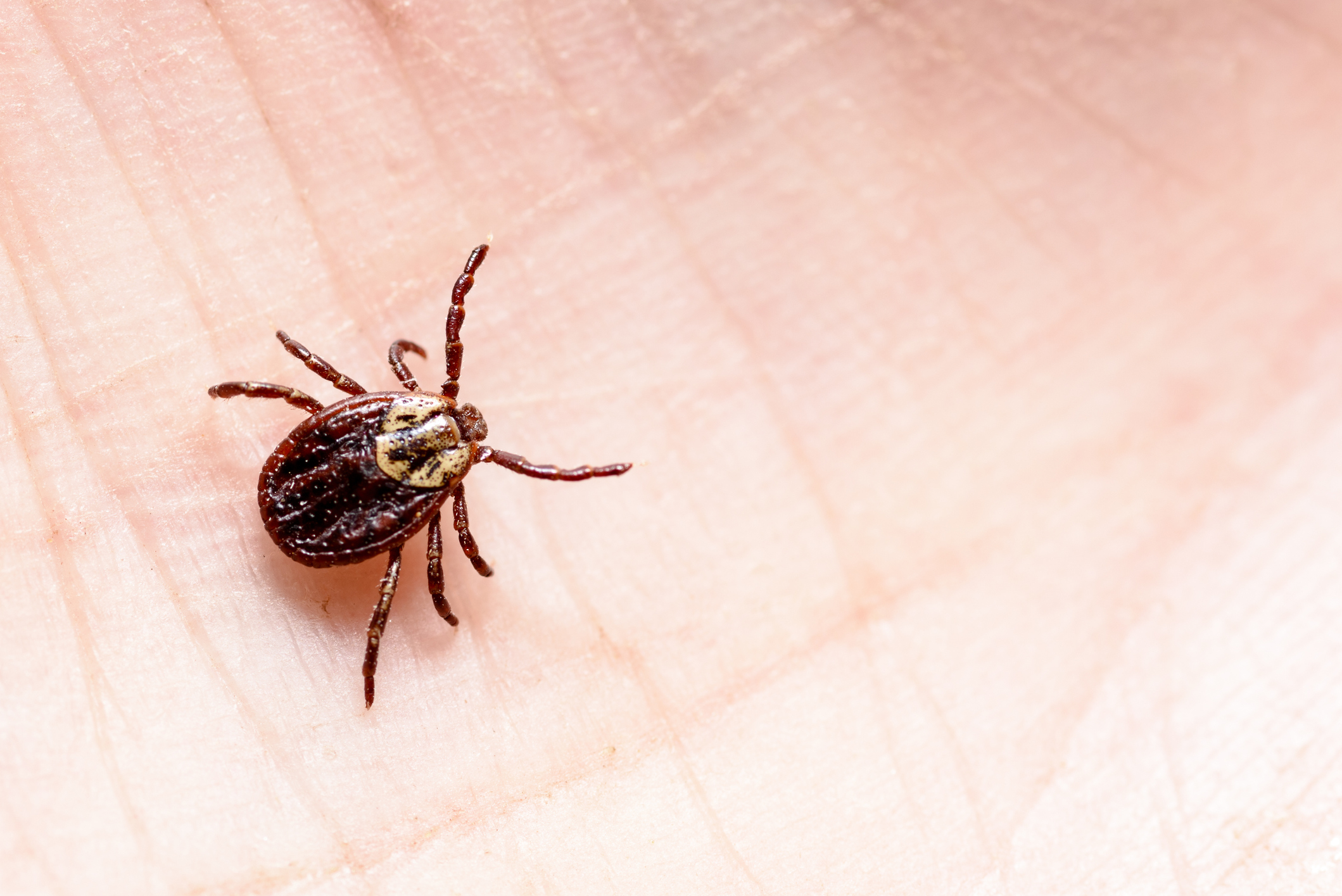 Hhs Pairs New Ai Tools With Federal Data To Treat Cancer Lyme Disease Fedscoop